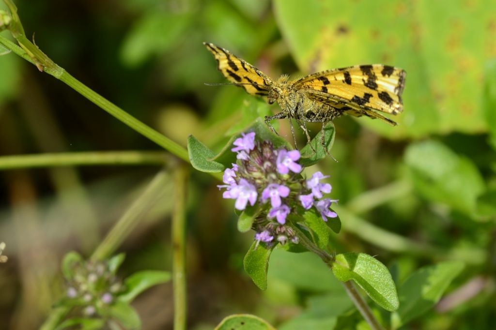 Farfalla da ID - Pseudopanthera macularia, Geometridae
